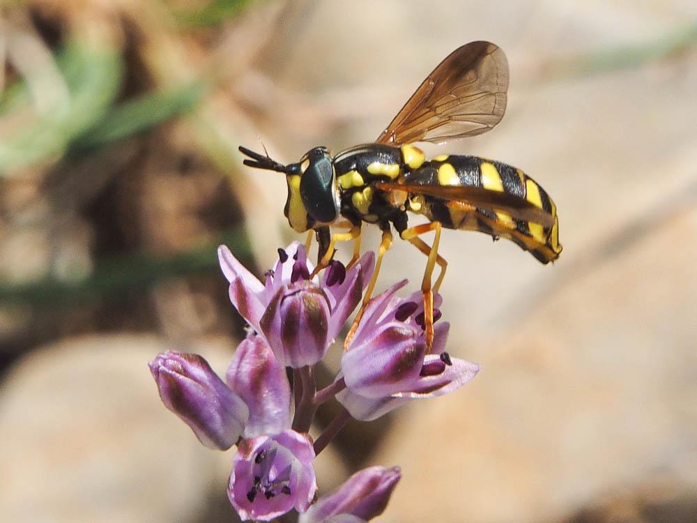 Chrysotoxum intermedium (Meigen, 1822)