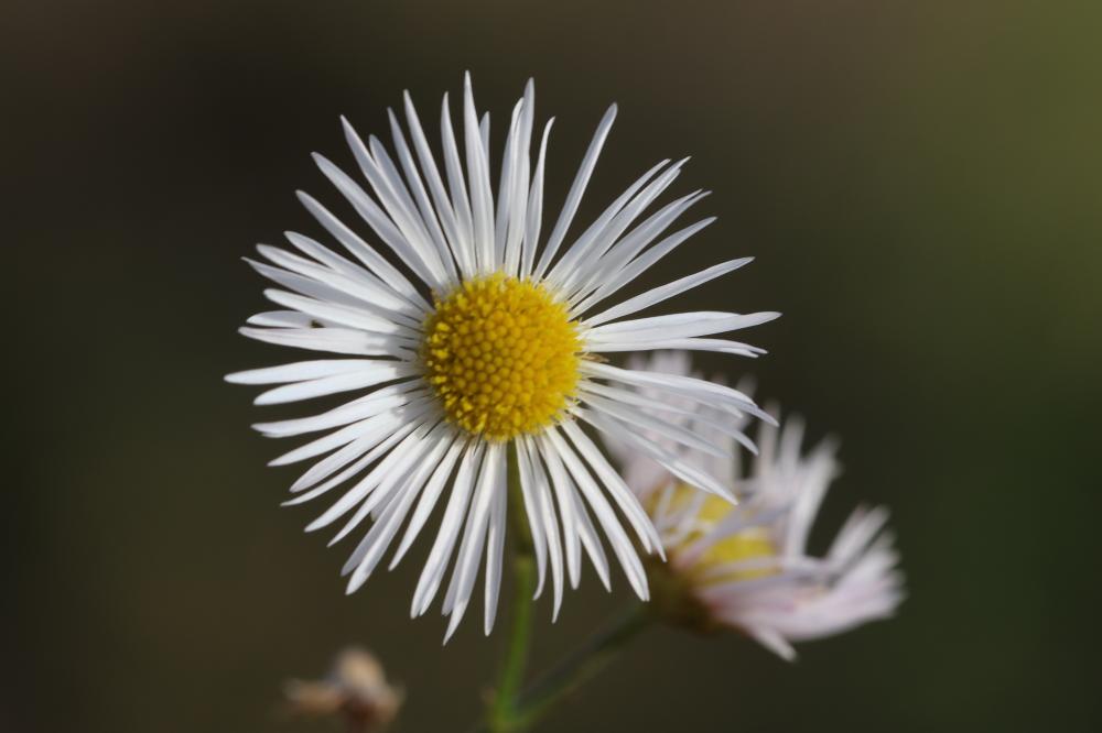 Vergerette annuelle, Érigéron annuel Erigeron annuus (L.) Desf., 1804