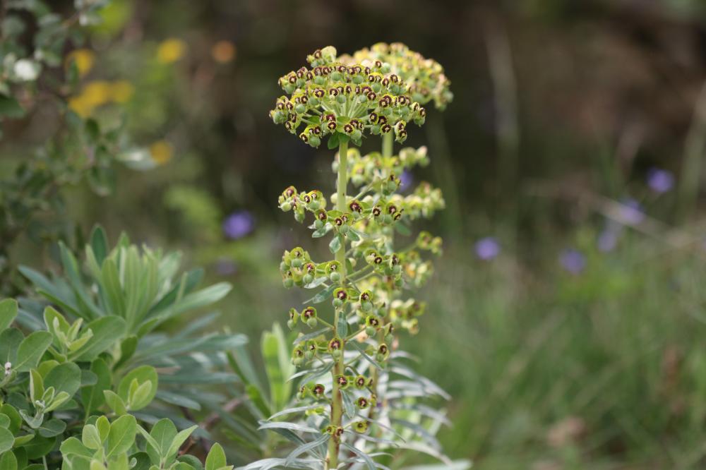 Euphorbe des vallons Euphorbia characias L., 1753