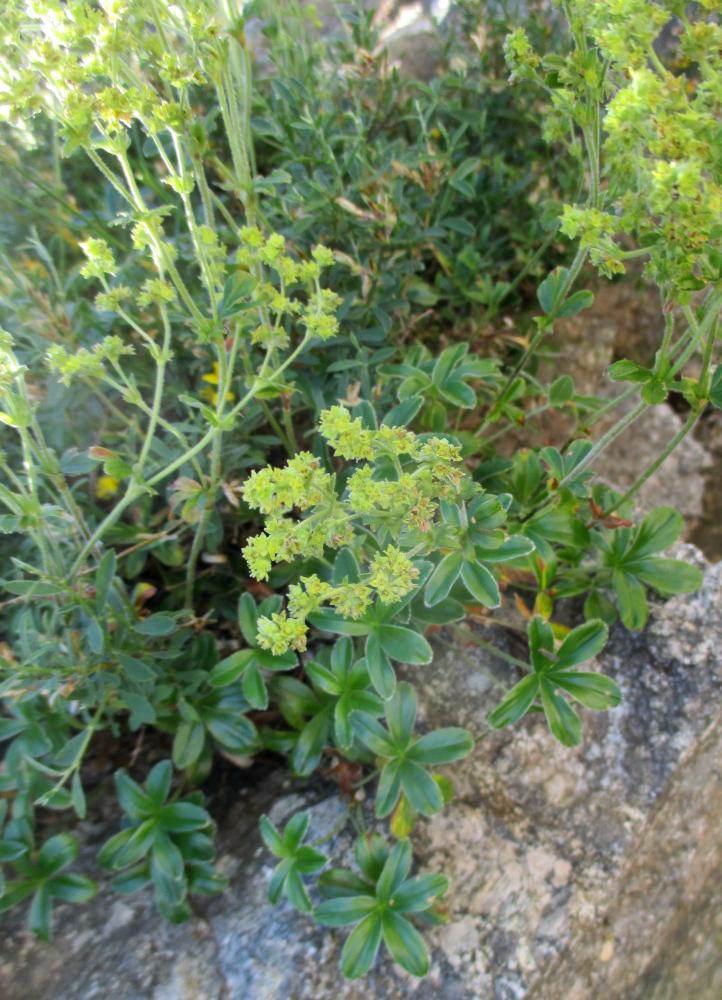 Alchémille des rochers Alchemilla saxatilis Buser, 1891