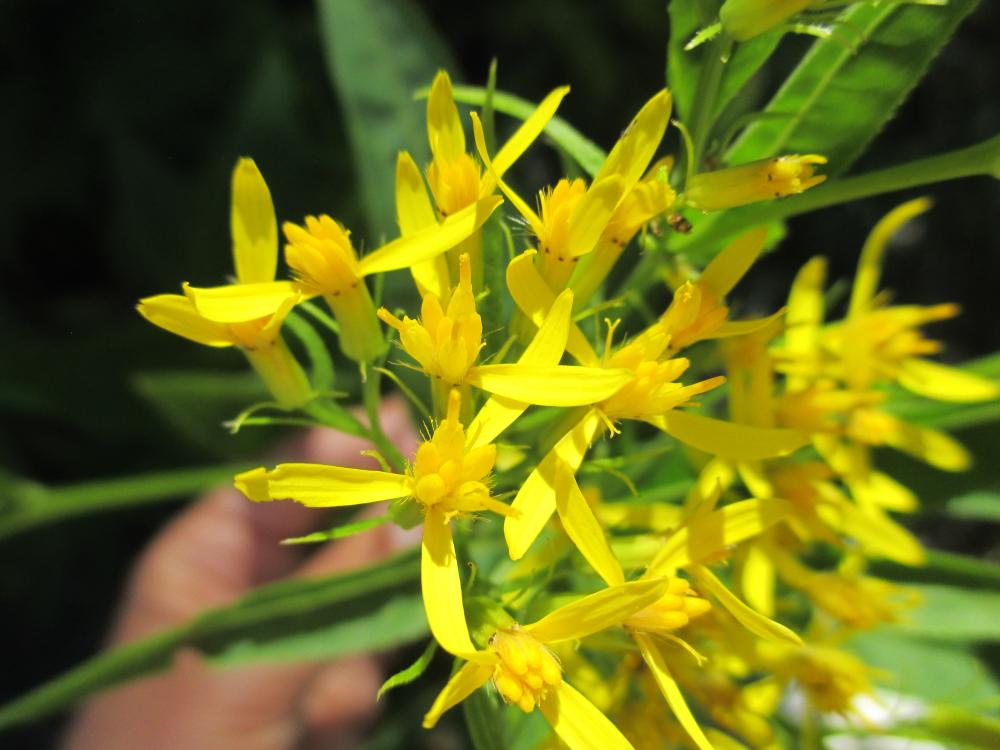 Séneçon de Fuchs Senecio ovatus (G.Gaertn., B.Mey. & Scherb.) Willd., 1803