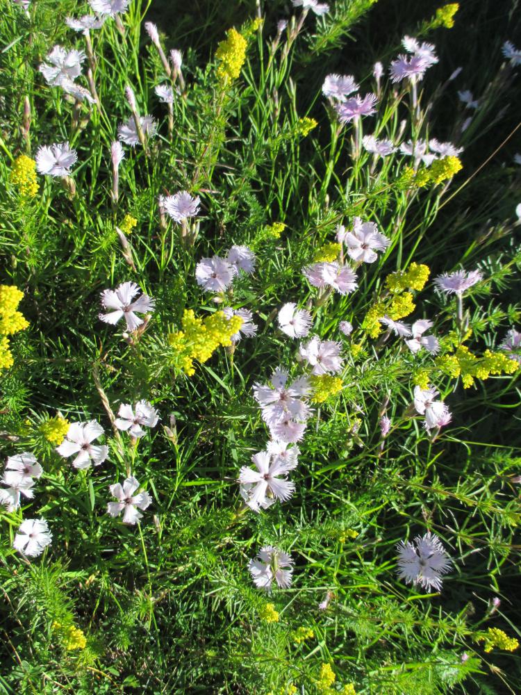 Oeillet de Montpellier Dianthus hyssopifolius L., 1755