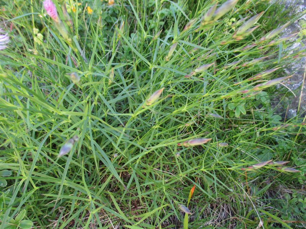 Oeillet de Montpellier Dianthus hyssopifolius L., 1755