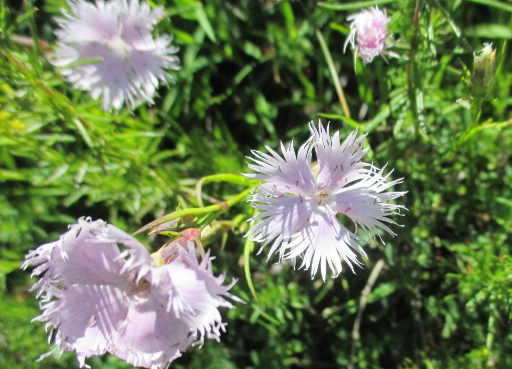 Oeillet de Montpellier Dianthus hyssopifolius L., 1755