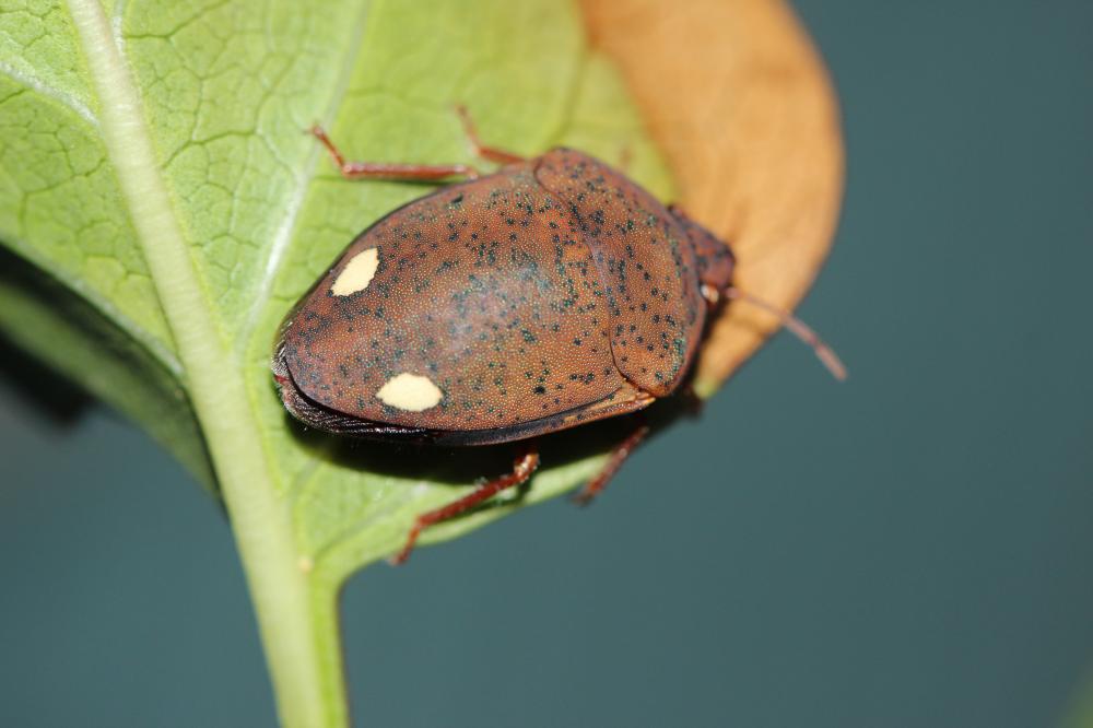 Solenosthedium bilunatum (Lefebvre, 1827)