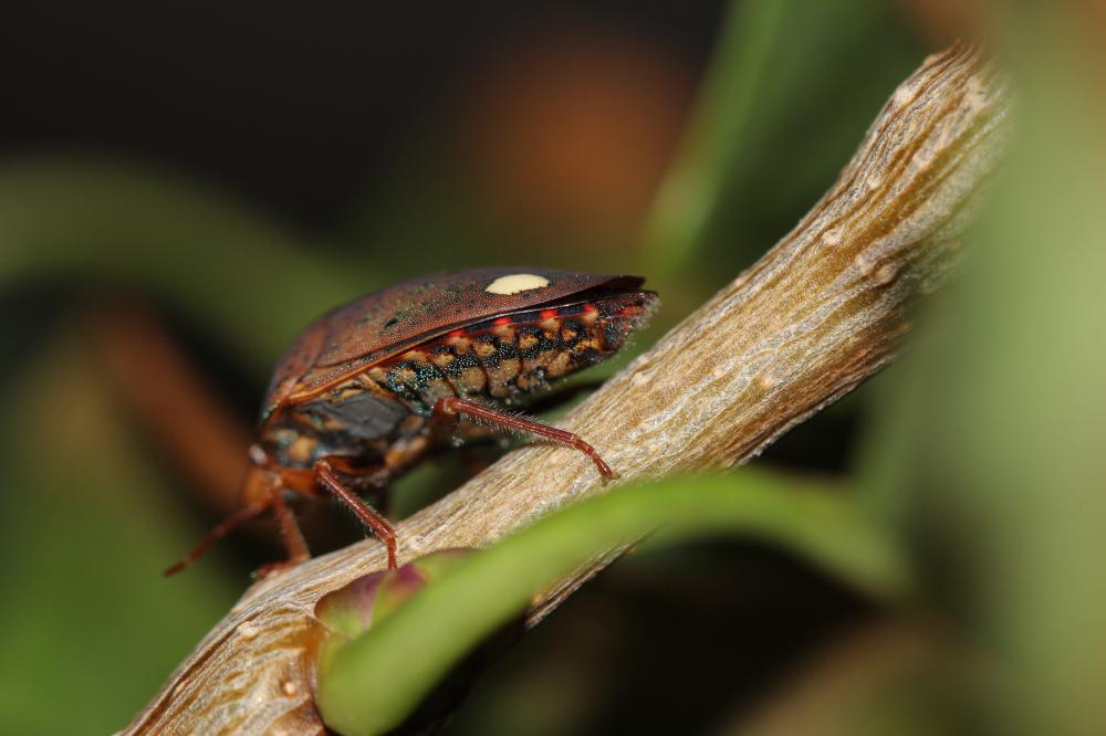  Solenosthedium bilunatum (Lefebvre, 1827)