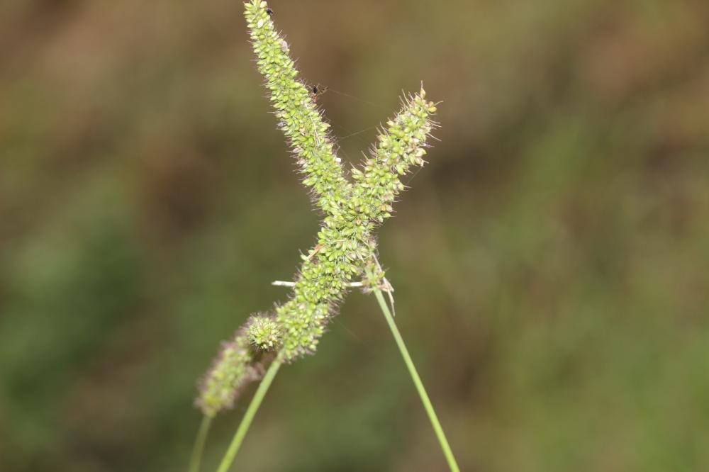 Sétaire verticillée, Panic verticillé Setaria verticillata (L.) P.Beauv., 1812