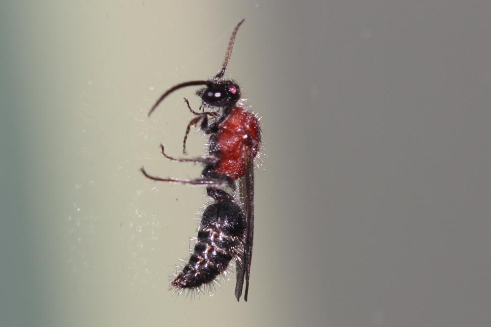  Smicromyrme Thomson, 1870