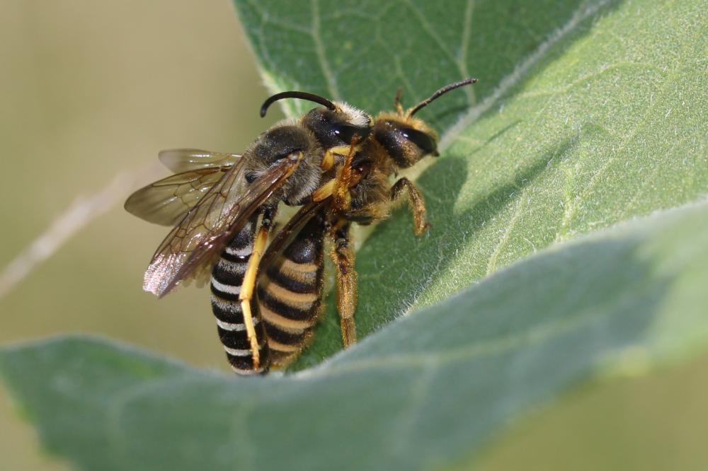  Halictus scabiosae (Rossi, 1790)