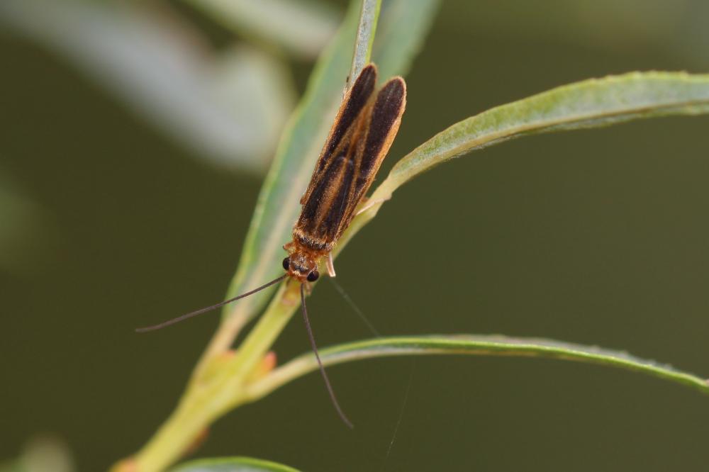  Chimarra marginata (Linnaeus, 1767)