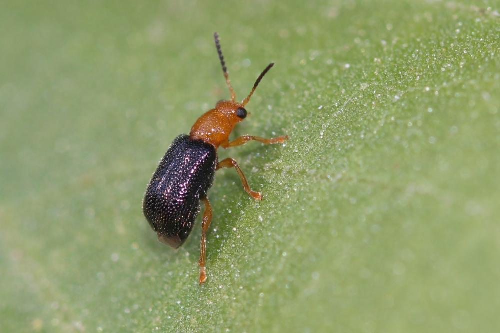 Zeugophora subspinosa (Fabricius, 1781)