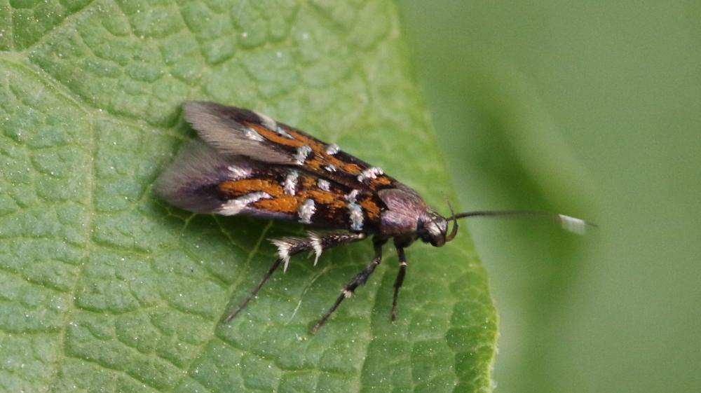 Pancalia leuwenhoekella (Linnaeus, 1760)