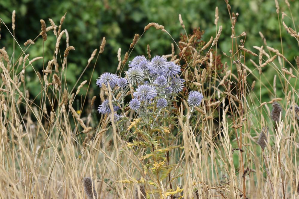 Échinops, Chardon bleu Echinops ritro L., 1753