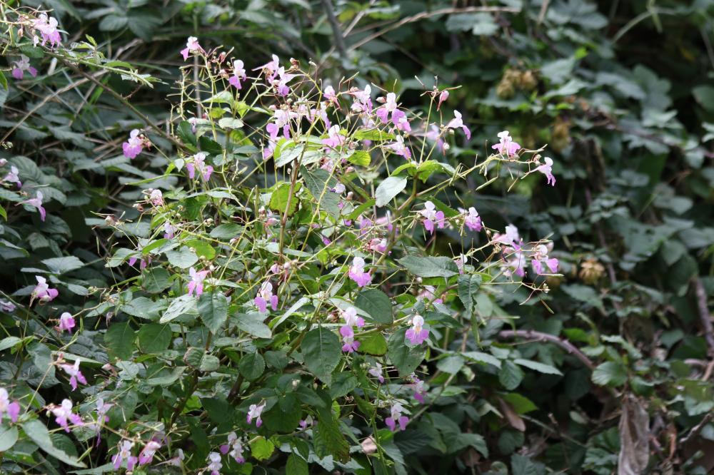 Impatience de Balfour, Impatiente des jardins Impatiens balfouri Hook.f., 1903