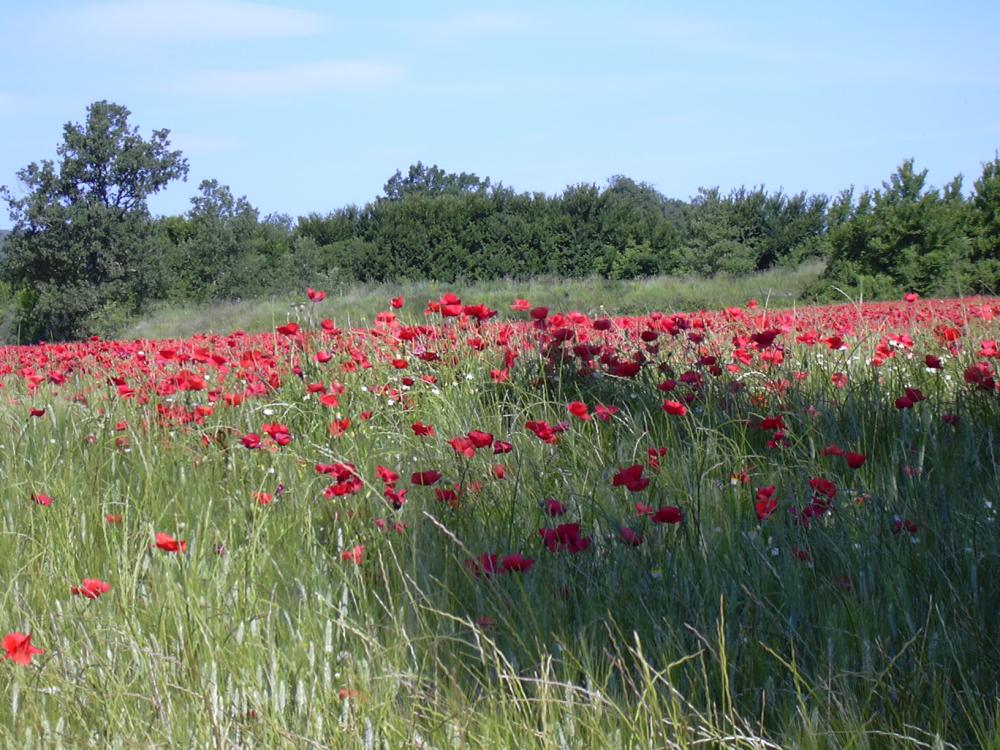 Coquelicot Papaver rhoeas L., 1753
