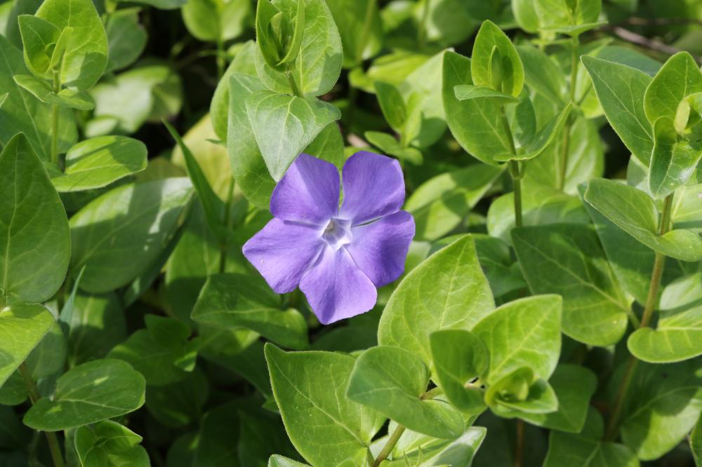 Grande pervenche Vinca major L., 1753