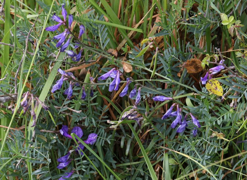 Vesce fausse esparcette, Vesce faux Sainfoin Vicia onobrychioides L., 1753