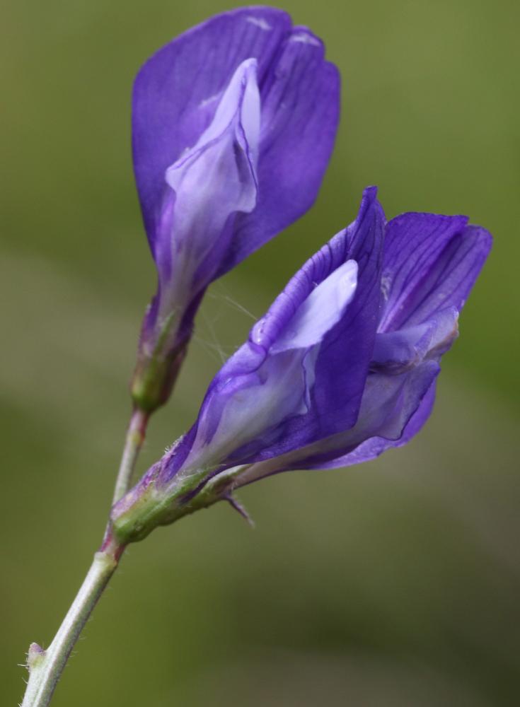 Vesce fausse esparcette, Vesce faux Sainfoin Vicia onobrychioides L., 1753