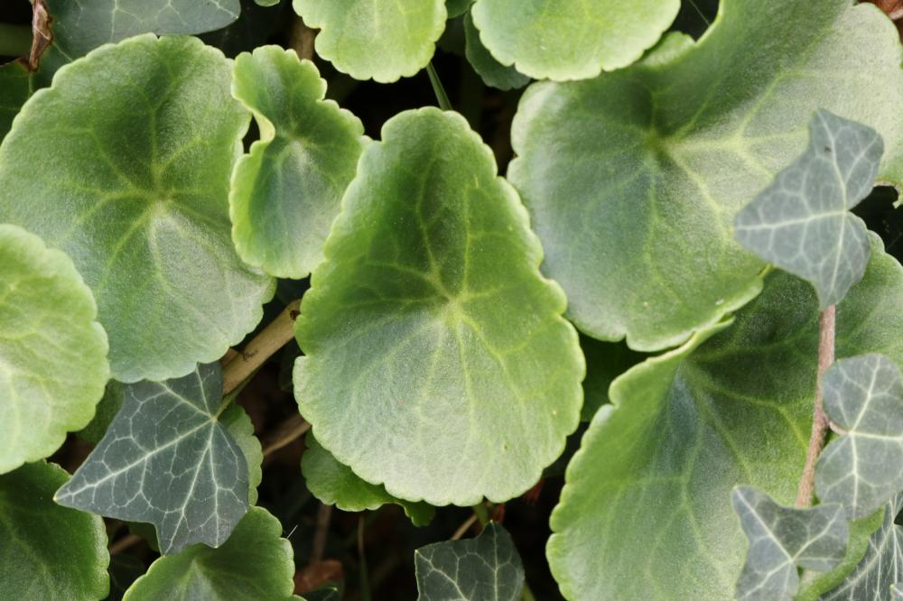 Nombril de vénus, Oreille-d'abbé Umbilicus rupestris (Salisb.) Dandy, 1948