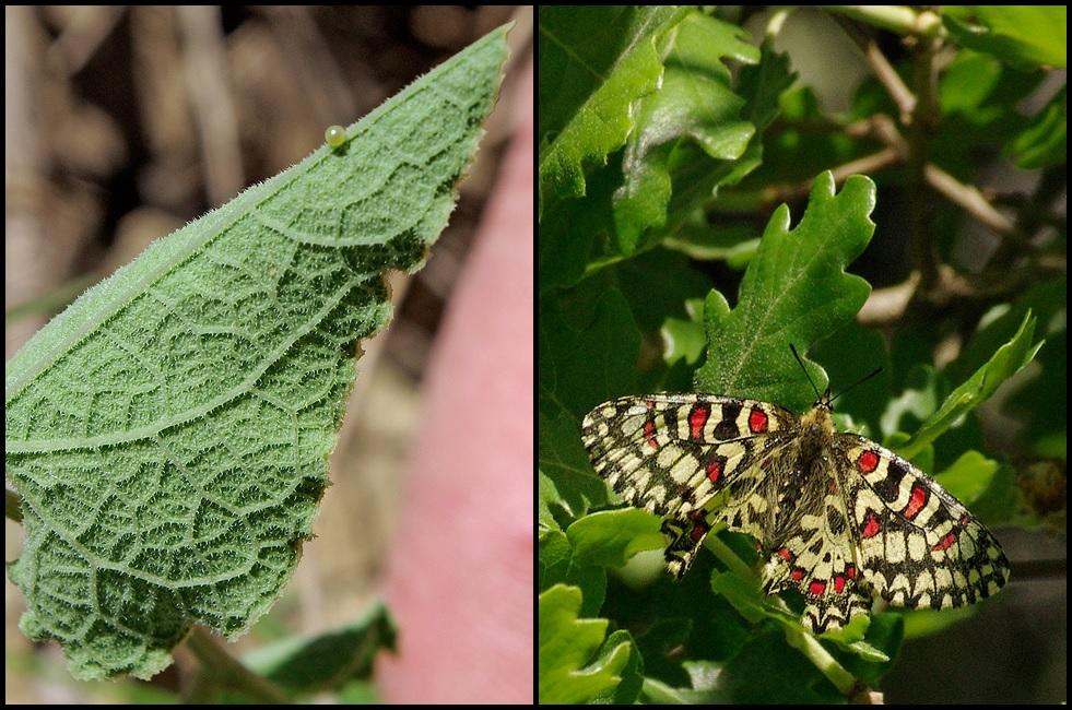 Proserpine (La), Thaïs écarlate (La), Proserpine d Zerynthia rumina (Linnaeus, 1758)