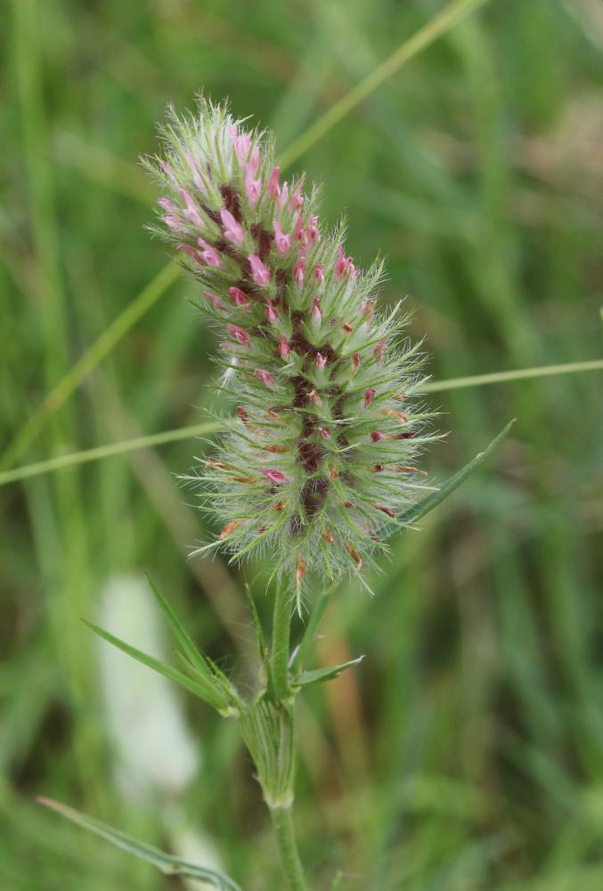 Trèfle à folioles étroites, Queue-de-renard Trifolium angustifolium L., 1753