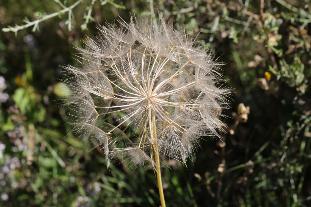 Salsifis à feuilles de poireau, Salsifis blanc, Sa Tragopogon porrifolius L., 1753