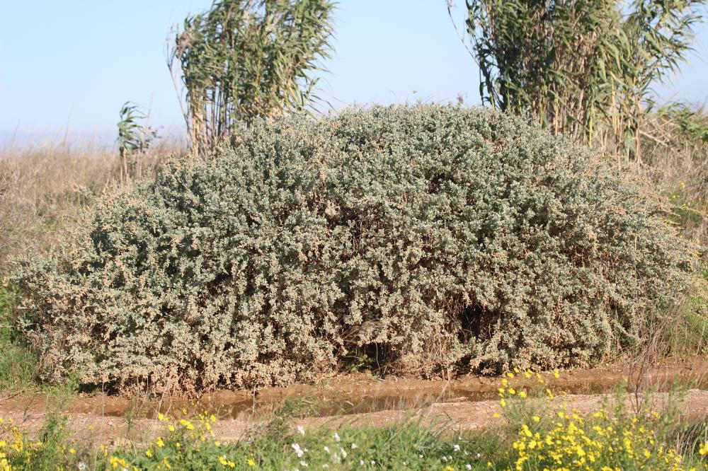 Halime, Arroche halime Atriplex halimus L., 1753
