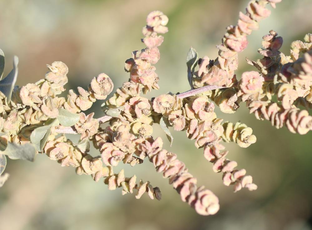 Halime, Arroche halime Atriplex halimus L., 1753