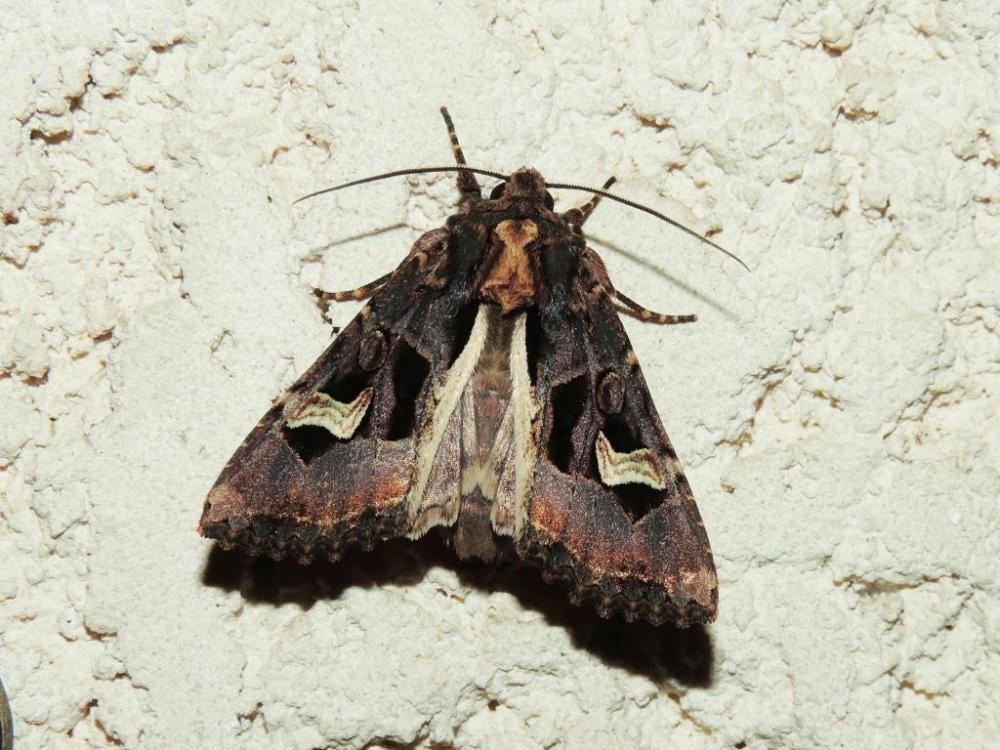 Noctuelle embrasée (La) Trigonophora flammea (Esper, 1785)