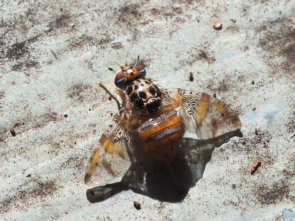 Ceratitis capitata (Wiedemann, 1824)
