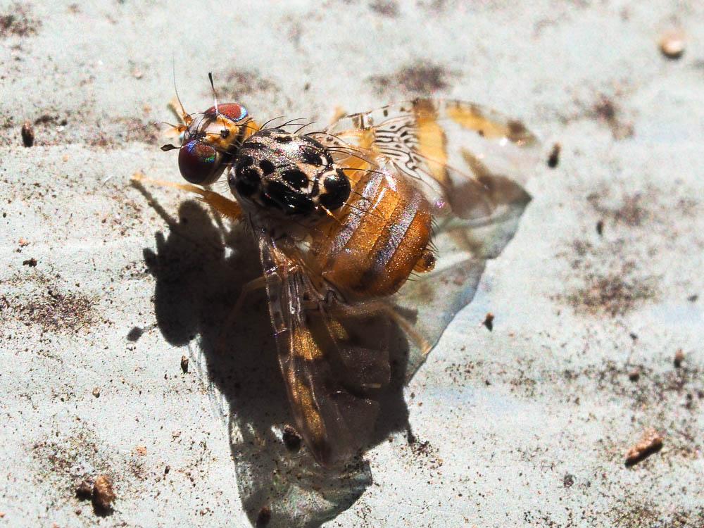  Ceratitis capitata (Wiedemann, 1824)