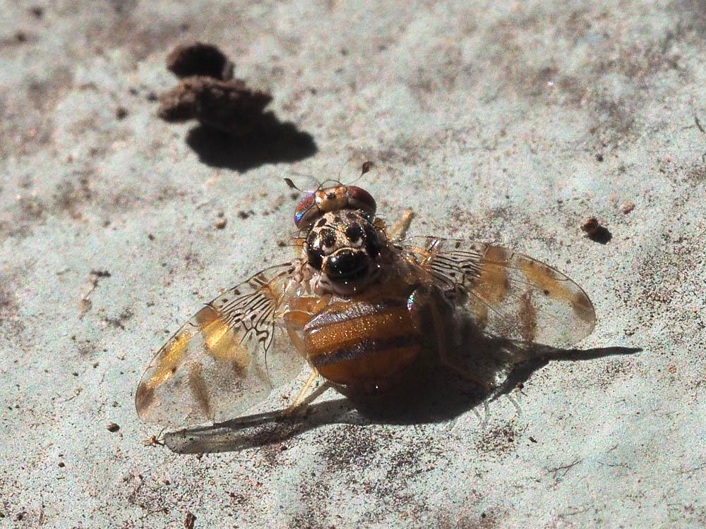 Ceratitis capitata (Wiedemann, 1824)