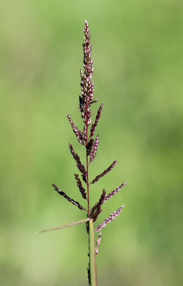 Sporobolus cryptandrus A.Gray, 1848