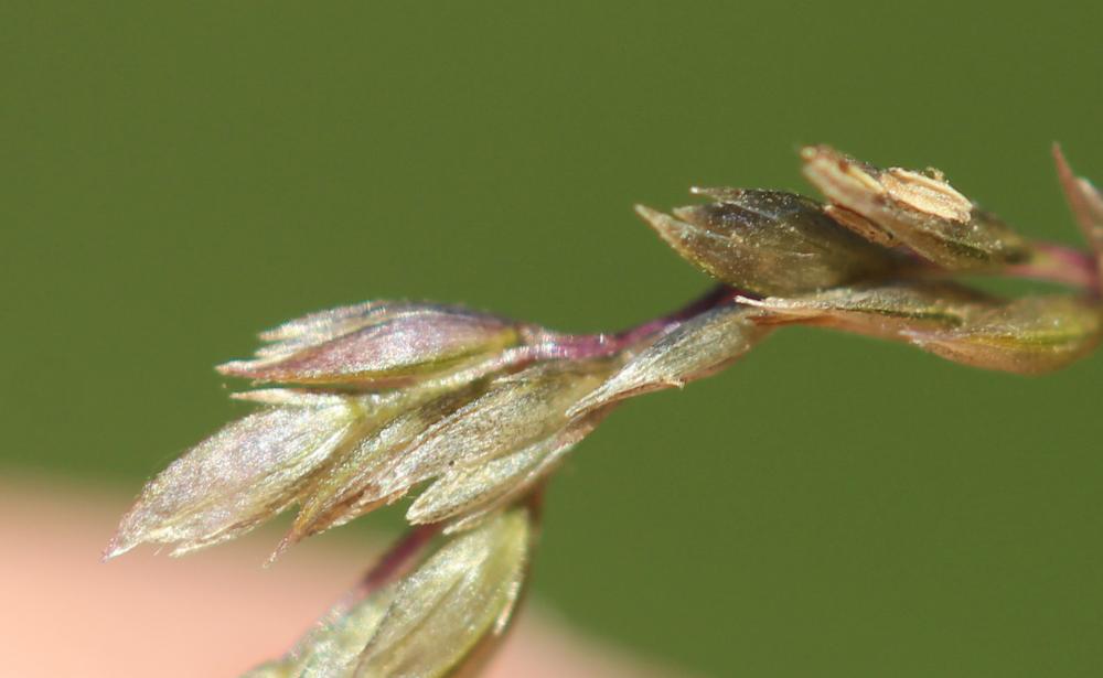  Sporobolus cryptandrus A.Gray, 1848