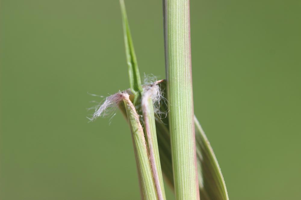  Sporobolus cryptandrus A.Gray, 1848