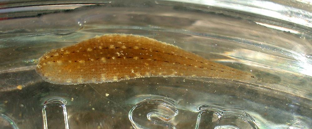  Glossiphoniidae (Vaillant, 1890. Revised)
