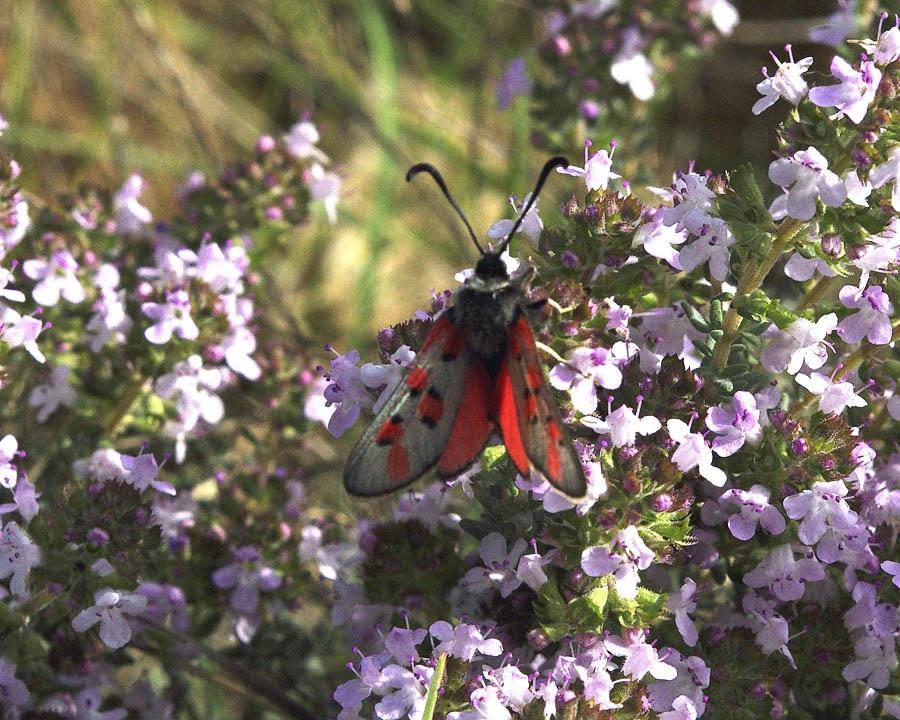 Zygène de l'Esparcette (La), Zygène de la Dorycnie Zygaena rhadamanthus (Esper, 1789)