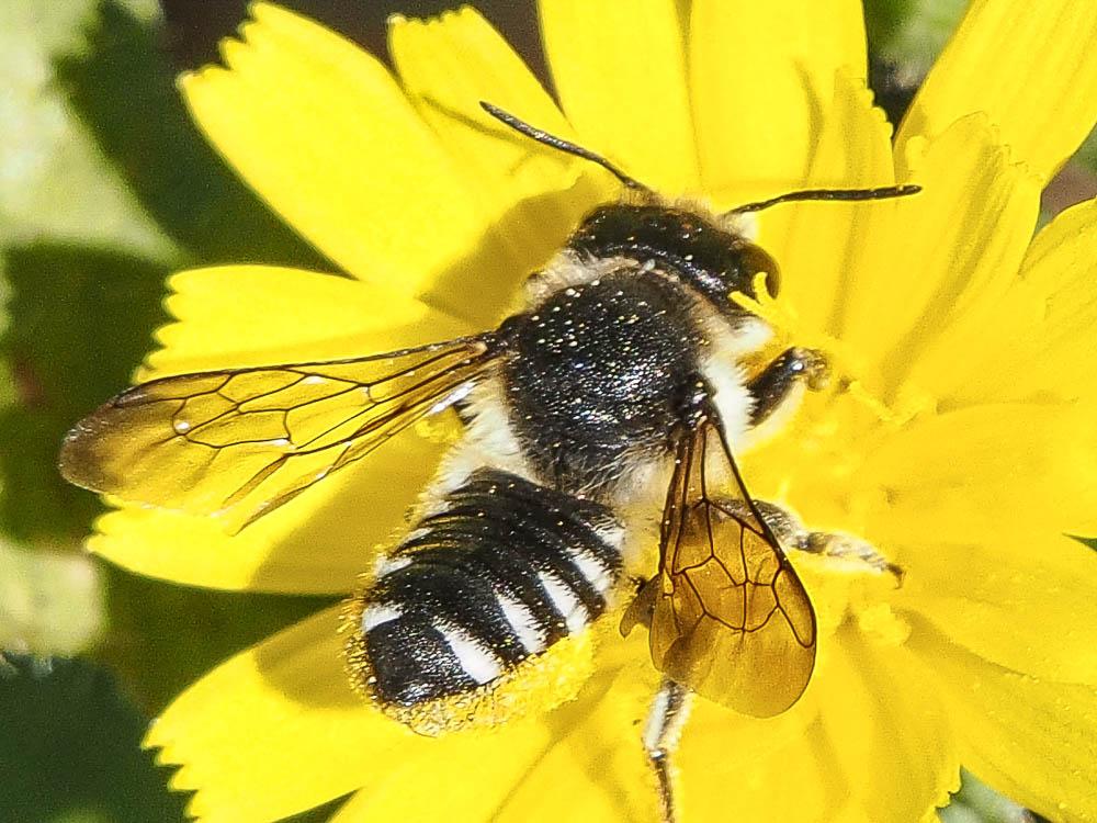 Megachile octosignata Nylander, 1852