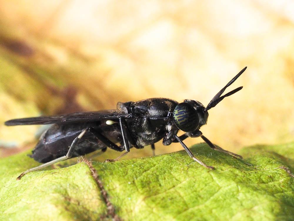Hermetia illucens (Linnaeus, 1758)