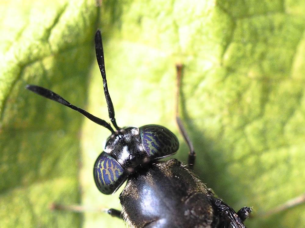  Hermetia illucens (Linnaeus, 1758)