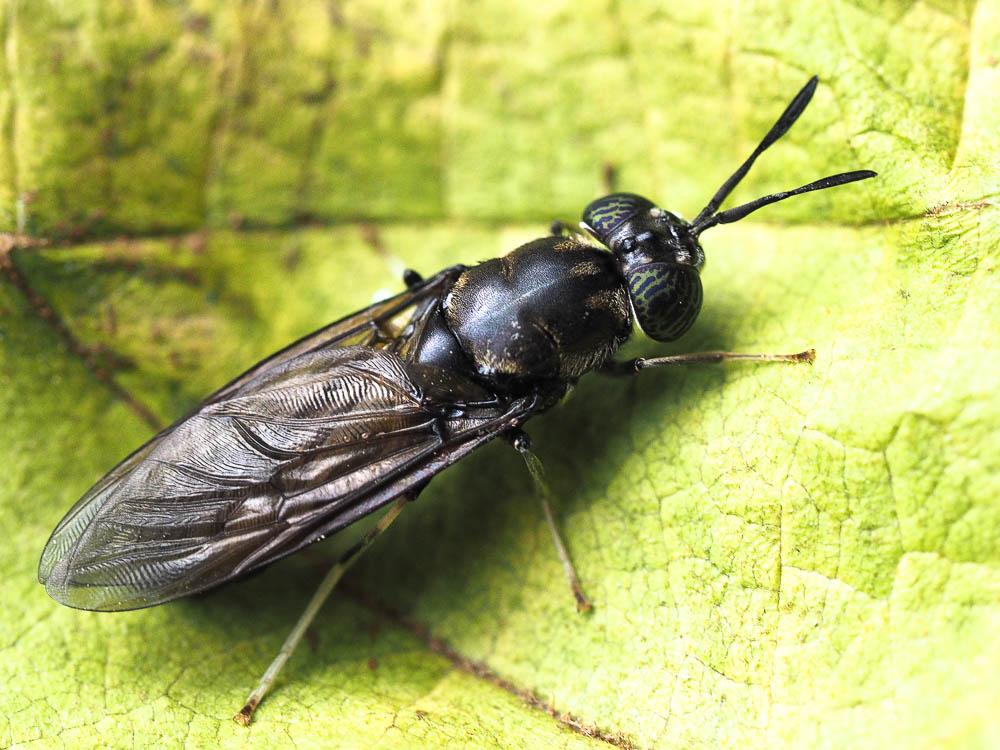  Hermetia illucens (Linnaeus, 1758)