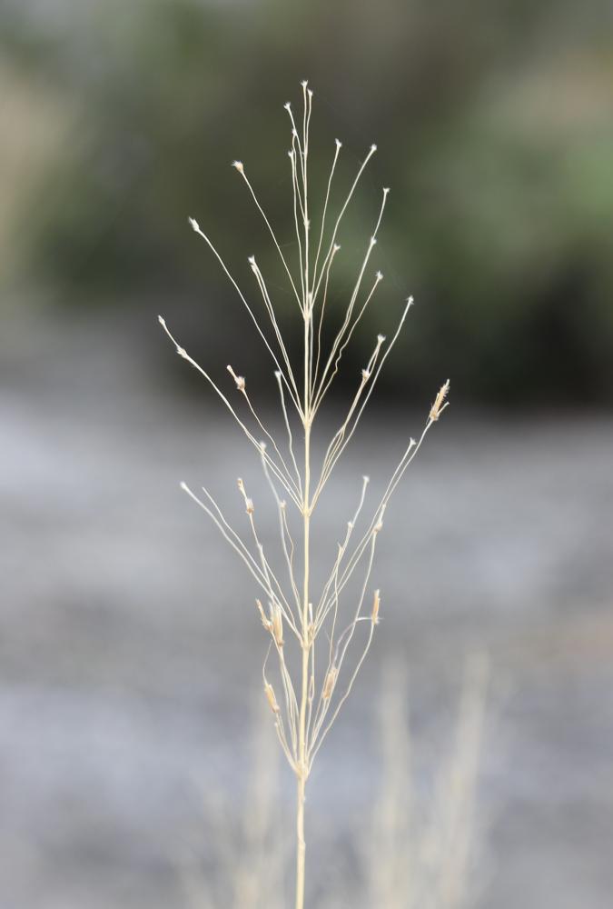 Chrysopogon grillon Chrysopogon gryllus (L.) Trin., 1820