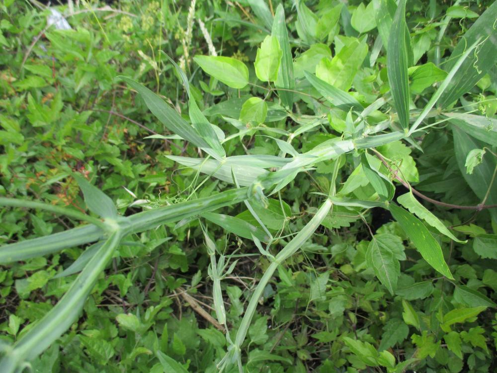 Gesse des bois, Grande Gesse Lathyrus sylvestris L., 1753