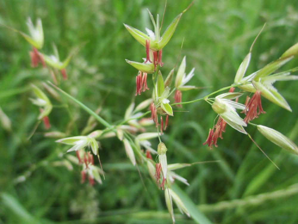 Fromental élevé, Ray-grass français Arrhenatherum elatius (L.) P.Beauv. ex J.Presl & C.Presl, 1819