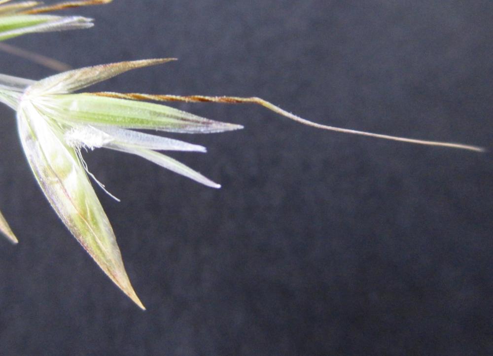 Fromental élevé, Ray-grass français Arrhenatherum elatius (L.) P.Beauv. ex J.Presl & C.Presl, 1819