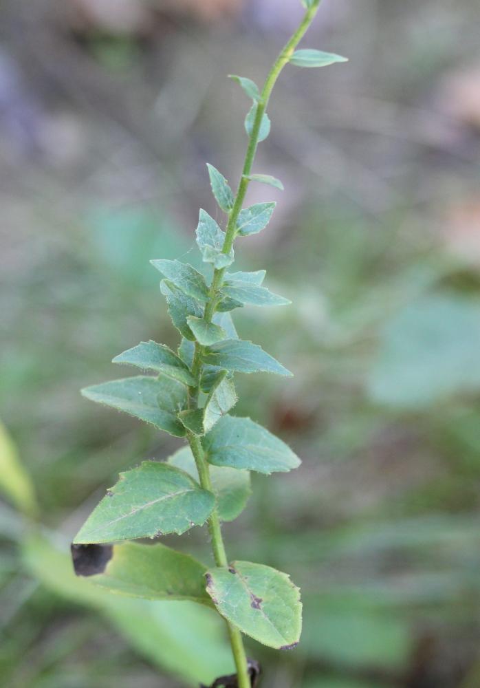 Épervière de Savoie Hieracium sabaudum L., 1753