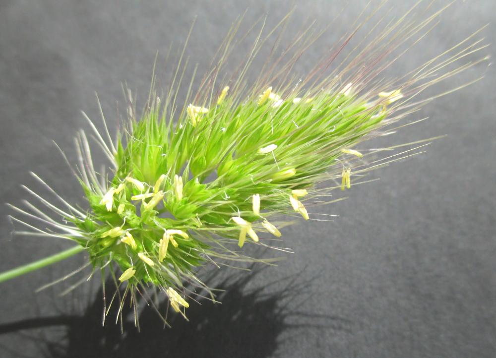 Crételle hérissée, Crételle épineuse Cynosurus echinatus L., 1753