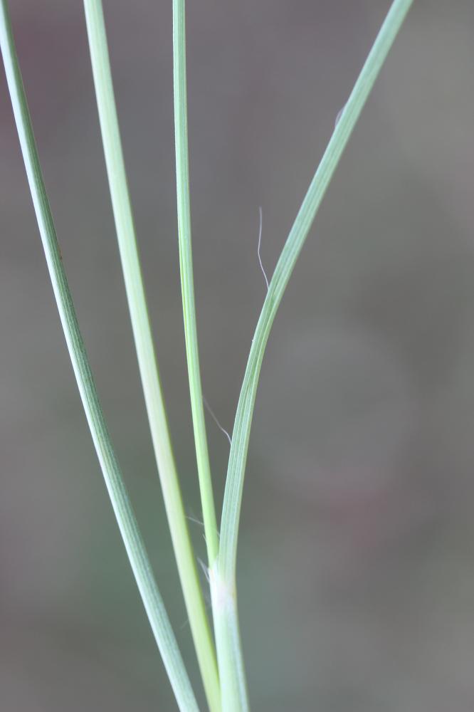 Thatching Grass Hyparrhenia hirta (L.) Stapf, 1919