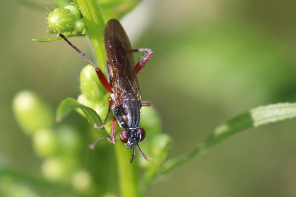 Sepedon sphegea (Fabricius, 1775)