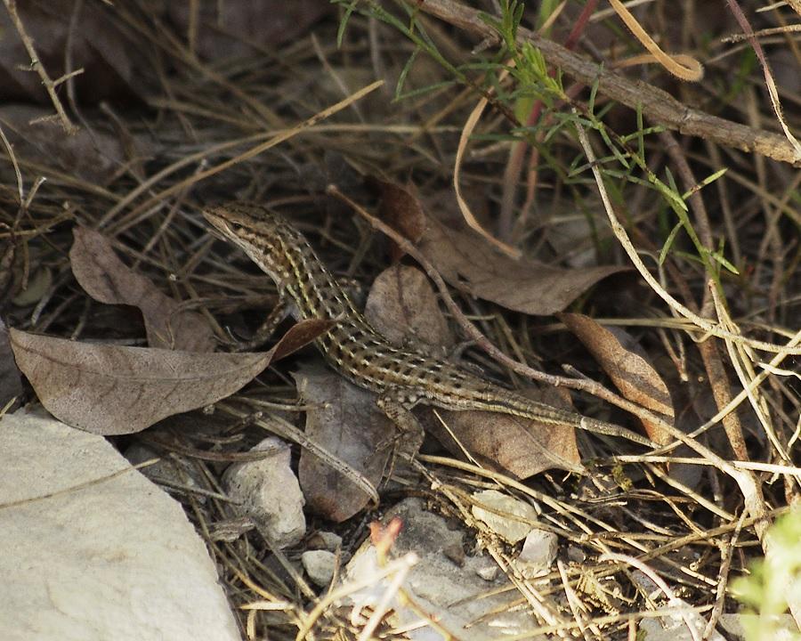 Psammodrome d'Edwards Psammodromus edwarsianus (An. Dugès, 1829)